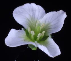 Cardamine polyodontes. Top view of flower.
 Image: P.B. Heenan © Landcare Research 2019 CC BY 3.0 NZ